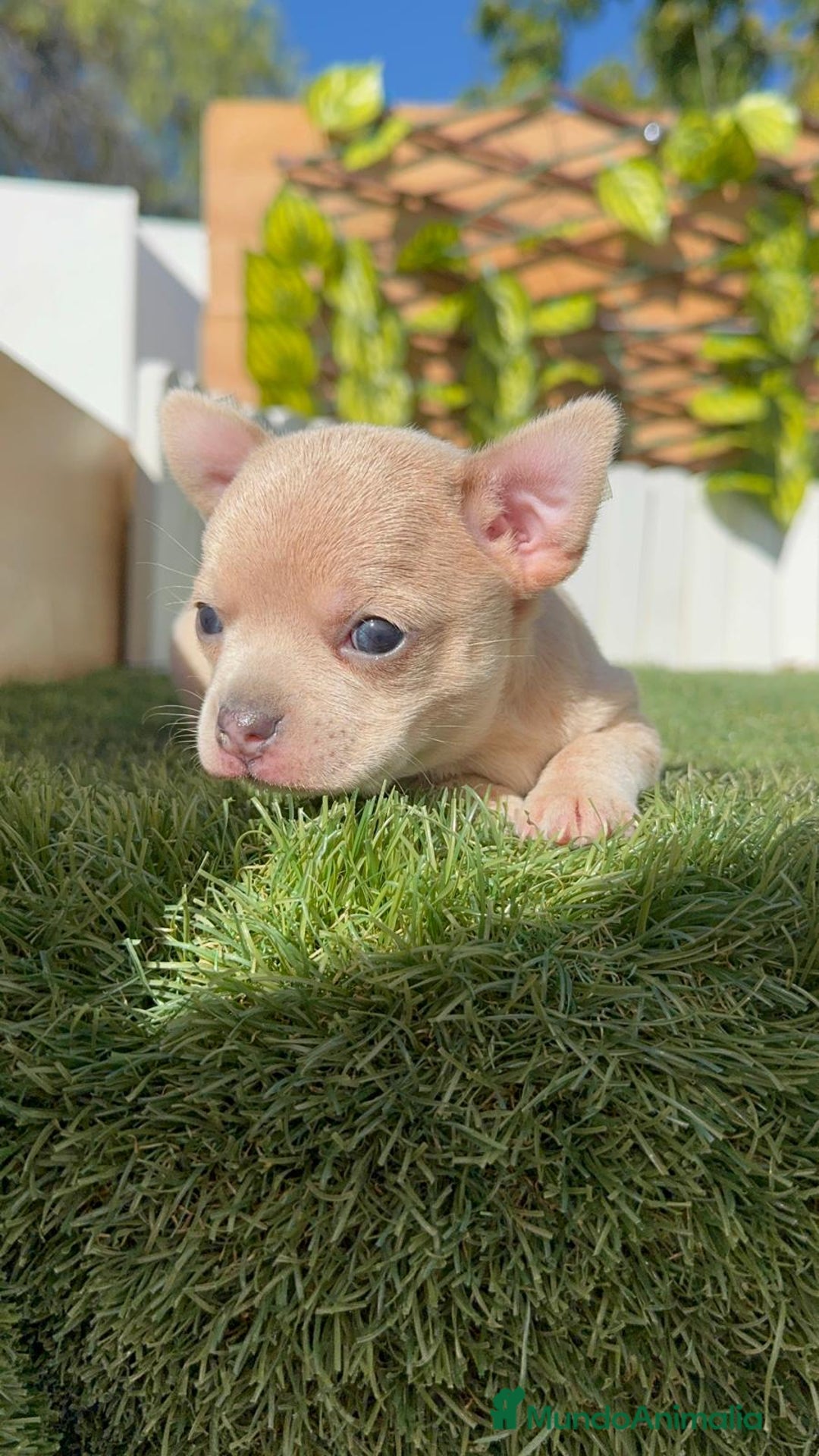 Chihuahua perros en venta: CHIHUAHUA HEMBRA - Anuncio 11