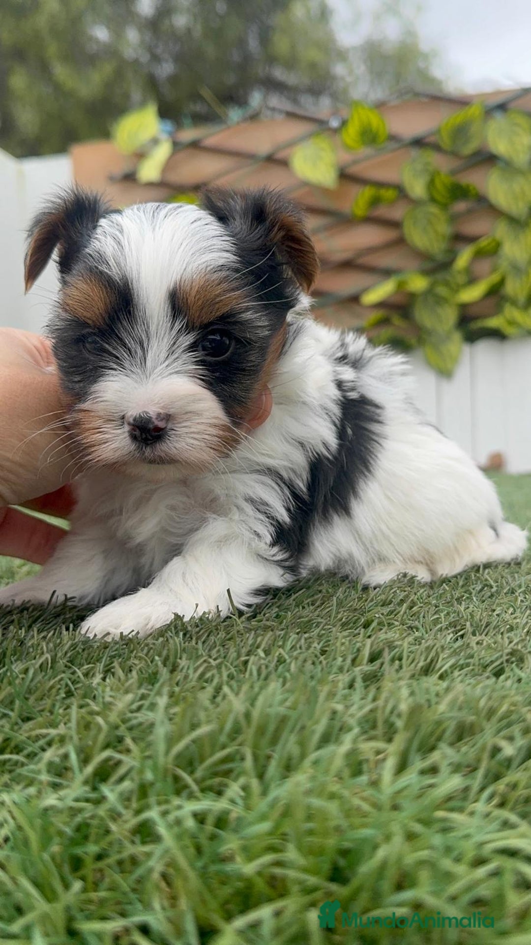 Yorkshire Terrier perros en venta: YORKSHIRE BIEWER MACHO - Anuncio 10