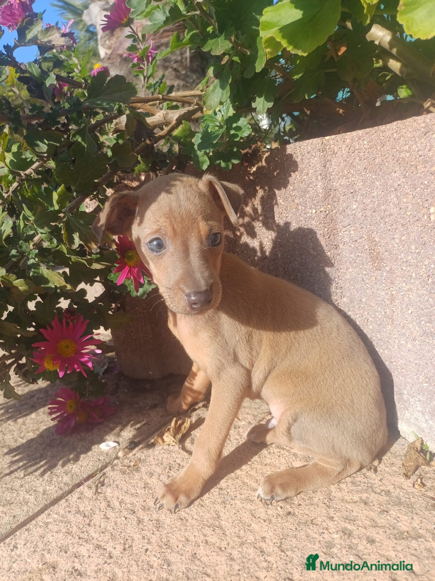 Pequeño Lebrel Italiano perros Piccolo italiano Isabella  - Anuncio 27