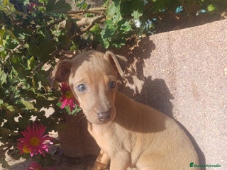 Pequeño Lebrel Italiano perros Piccolo italiano Isabella - Anuncio 1