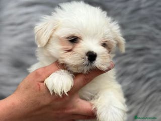 Bichón Maltés perros MALTESITO MINI TOY en Barcelona - Anuncio 19