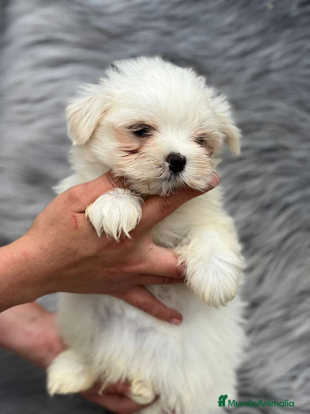 Bichón Maltés perros en venta: MALTESITO MINI TOY en Barcelona - Anuncio 1