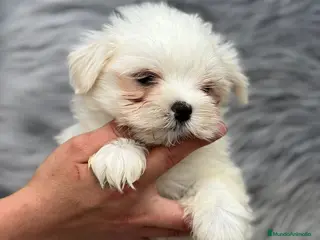 Bichón Maltés perros MALTESITO MINI TOY en Barcelona - Anuncio 4