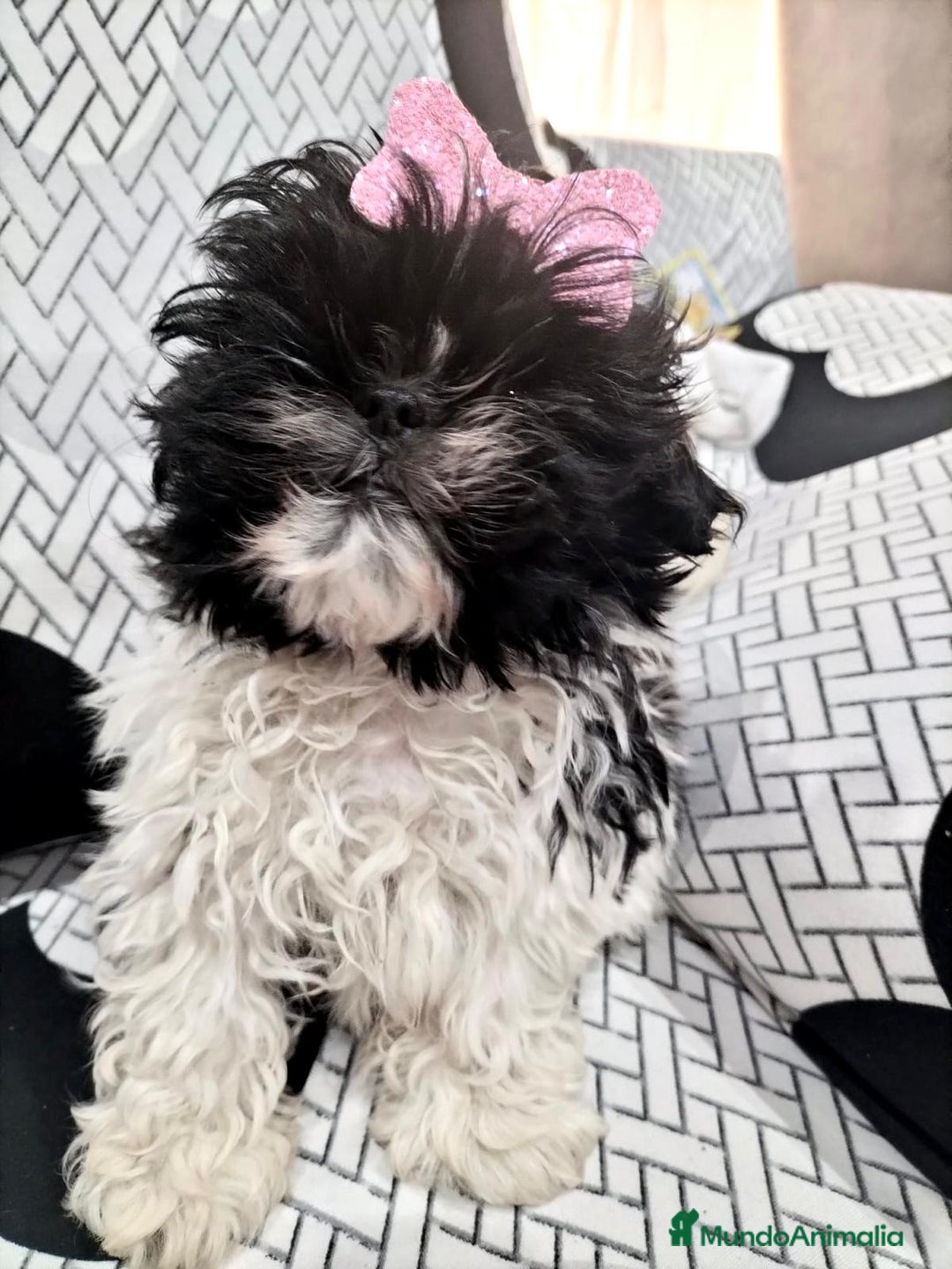 Shih Tzu perros en venta: Shih tzu macho y hembra disponible!! - Anuncio 7