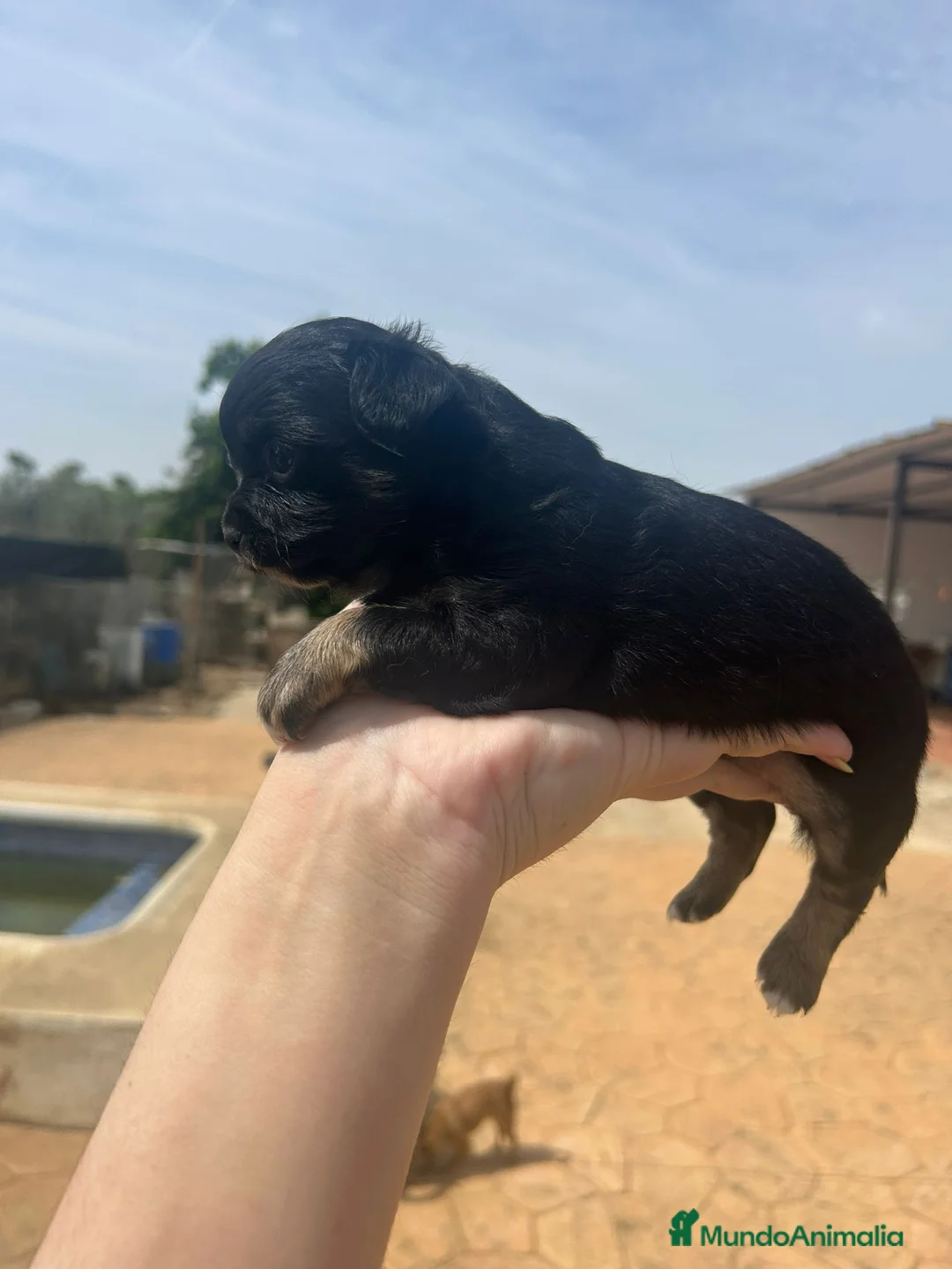 Chihuahua perros en venta: Camada de Chihuahua de pelo largo🐶🐾 en Málaga - Anuncio 7