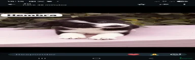 Border Collie 6