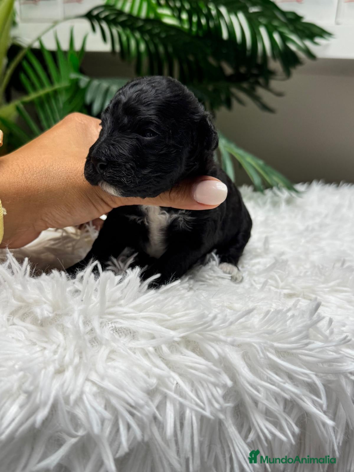 Raza Mixta perros en venta: CANICHE HEMBRA - Anuncio 7