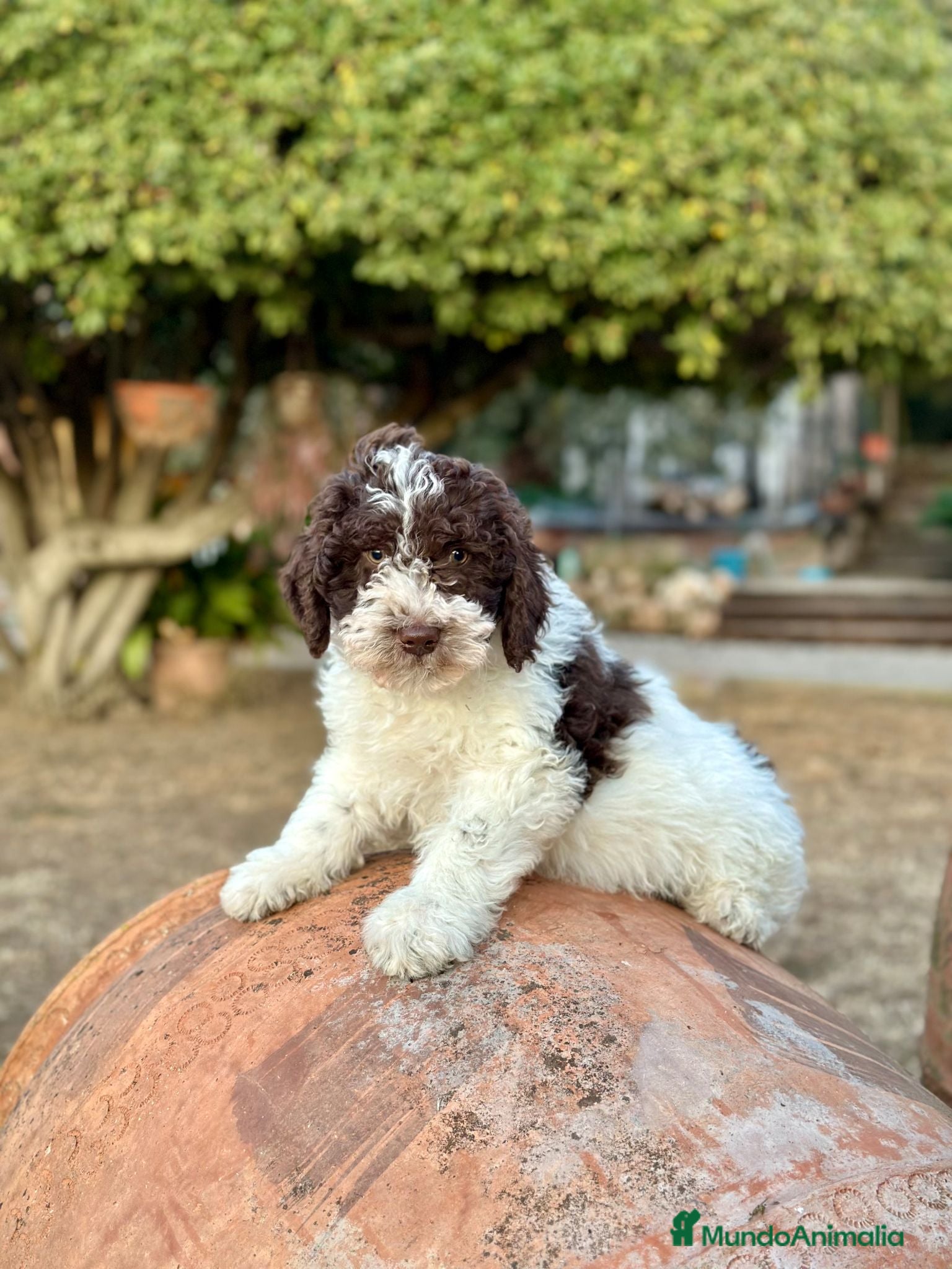 Perro de Agua Español perros Perro de Agua - Anuncio 2