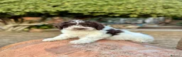 Perro de Agua Español perros en venta: Perro de Agua - Anuncio 1