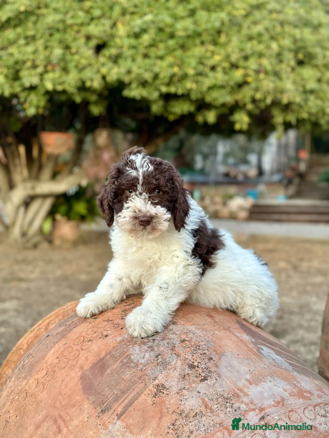 Perro de Agua Español perros en venta: Perro de Agua - Anuncio 1