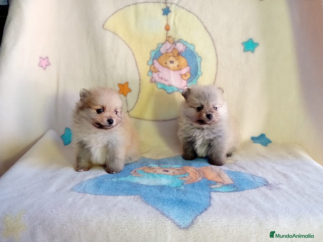 Pomerania perros en venta: Lulú de pomerania precio real - Anuncio 13