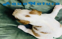 Cavalier King Charles Spaniel perros en venta: Cavalier King Macho de Moly y Nanu - AQUANATURA en Barcelona - Imagen 7