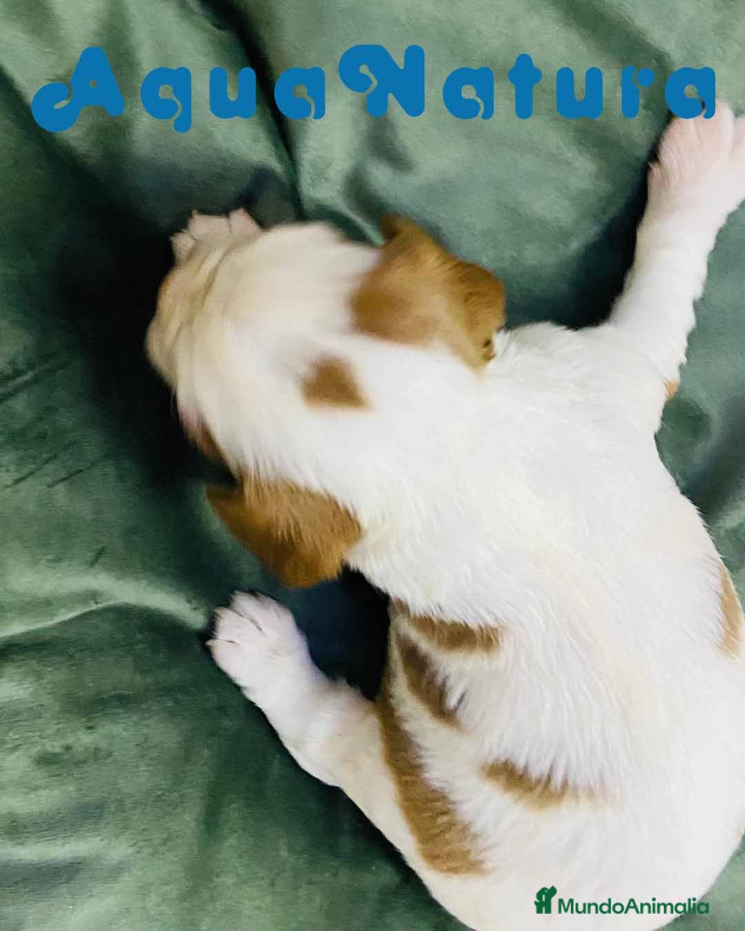 Cavalier King Charles Spaniel perros en venta: Cavalier King Macho de Moly y Nanu - AQUANATURA en Barcelona - Imagen 7