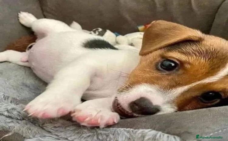 Jack Russell Terrier perros - Propaganda 1