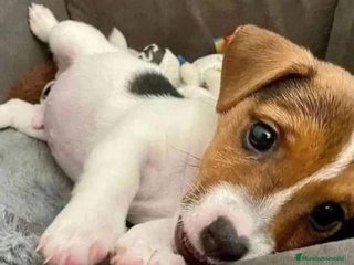 Jack Russell Terrier perros - Anuncio 5