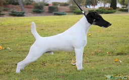 Fox Terrier de Pelo Liso perros en venta: Cachorras fox terrier pelo liso - Imagen 4