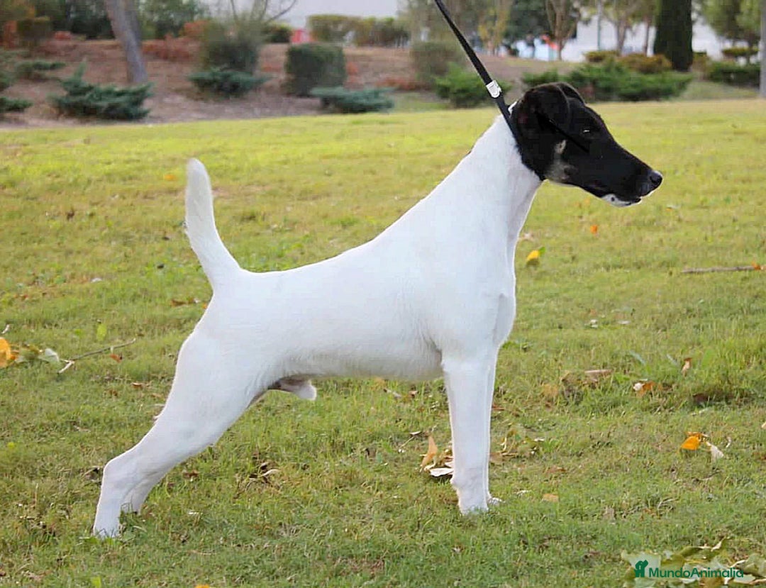 Fox Terrier de Pelo Liso perros en venta: Cachorras fox terrier pelo liso - Imagen 4