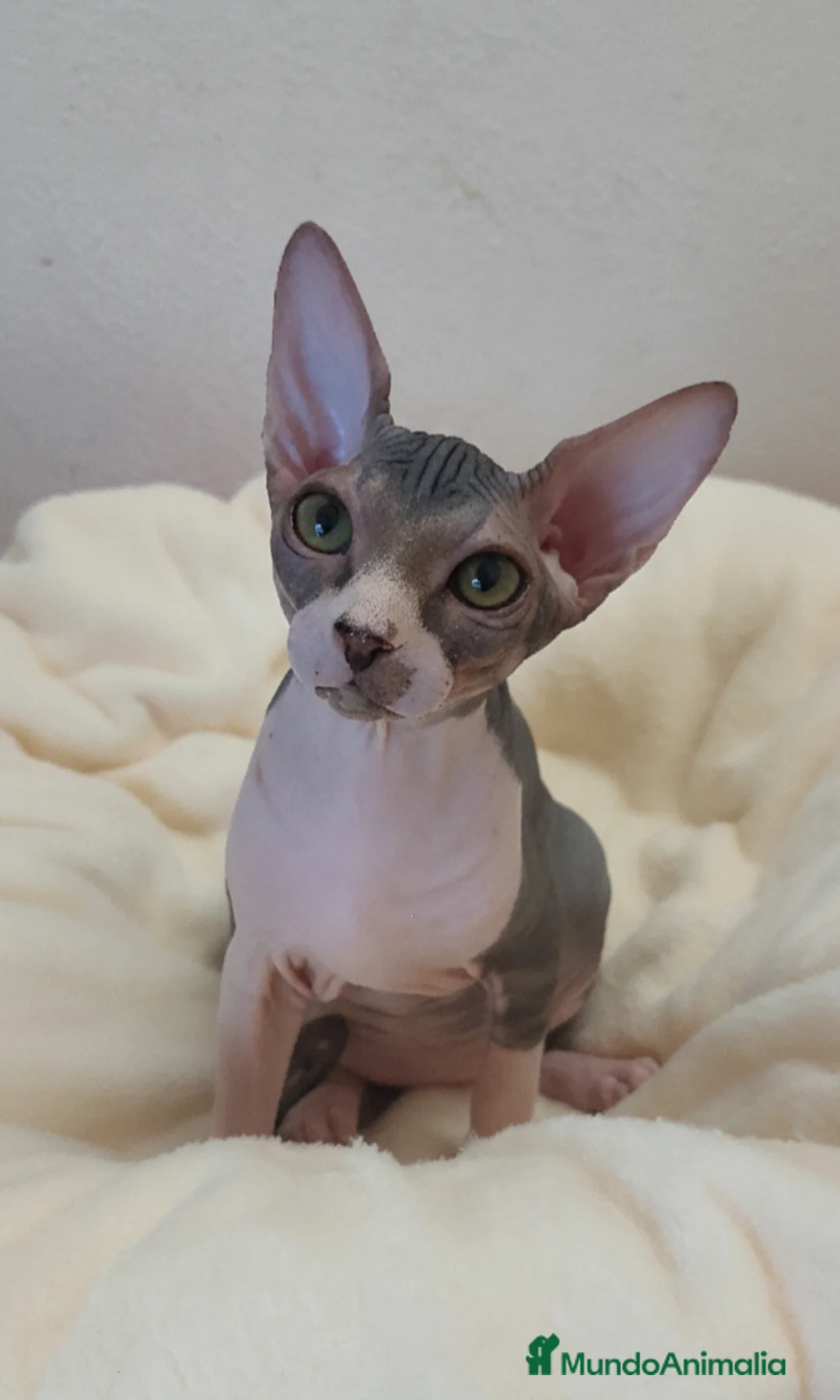 Sphynx gatos en venta: Precioso machito bicolor tabby  - Anuncio 3
