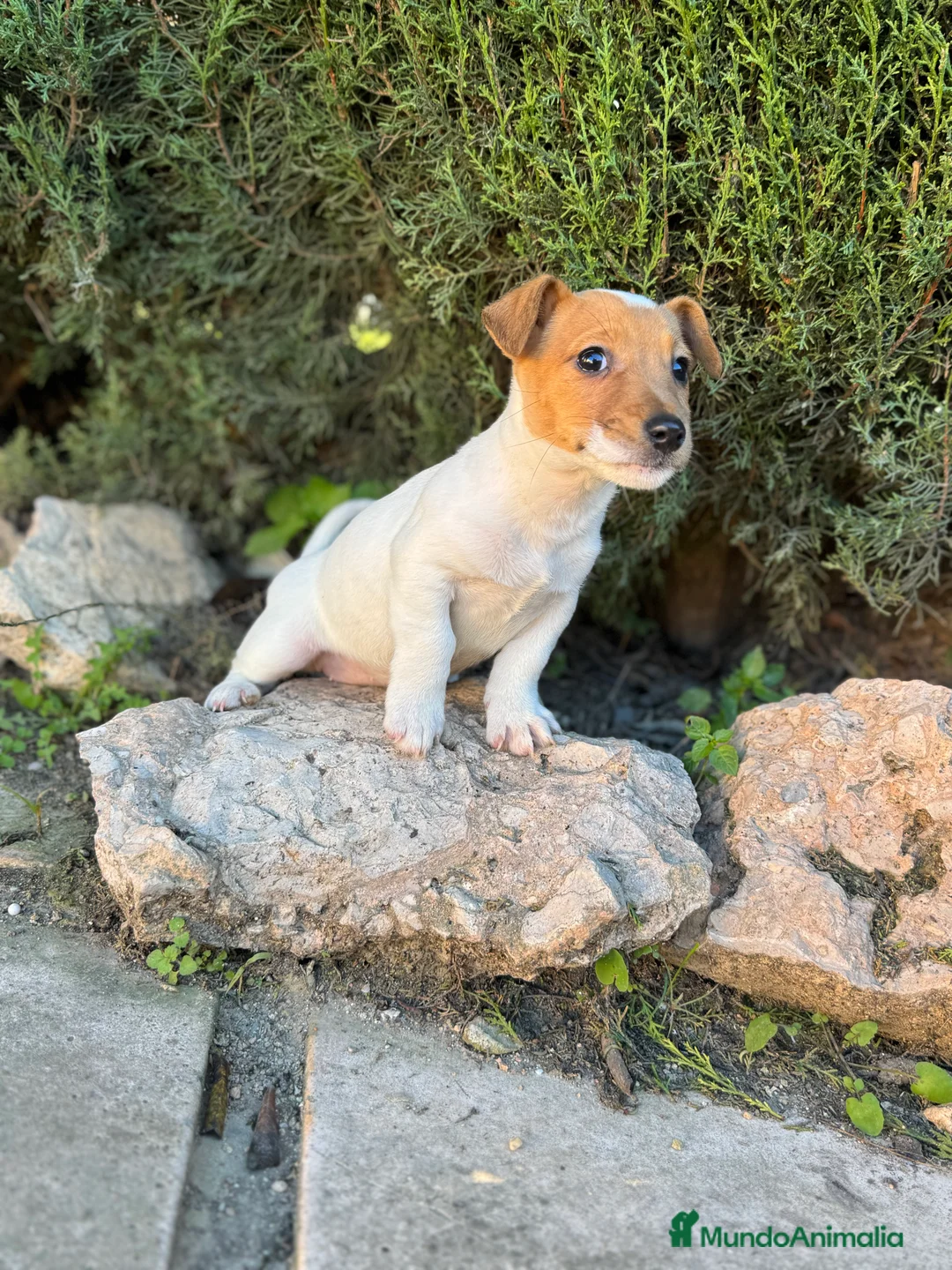 Jack Russell Terrier perros en venta: JACK RUSSELL PATA CORTA CALIDAD - Anuncio 2