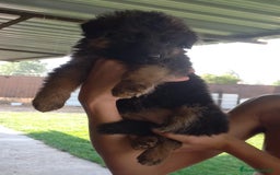 Pastor Alemán perros en venta: PASTOR ALEMAN PELO LARGO (BELLEZA) - Imagen 4