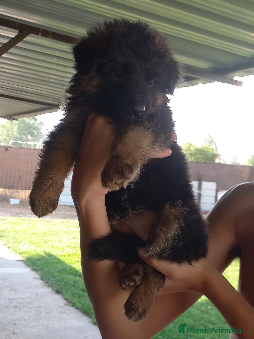 Pastor Alemán perros en venta: PASTOR ALEMAN PELO LARGO (BELLEZA) - Imagen 4