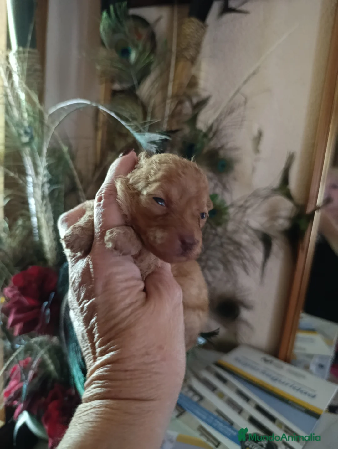 Caniche Toy perros en venta: CANICHES MICRO TOYS - Anuncio 2