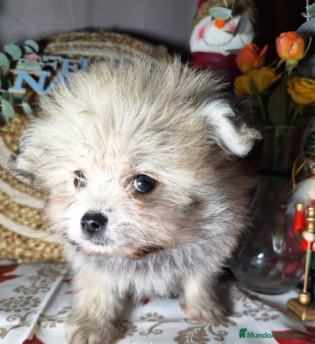Raza Mixta perros en venta: MALTIPOO  - Anuncio 4