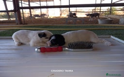 Perro Crestado Chino perros en venta: Camada Crestados Chinos - Imagen 3