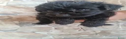 Caniche Toy perros en venta: Caniches negros preciosos🐶🐾 en Málaga - Anuncio 2