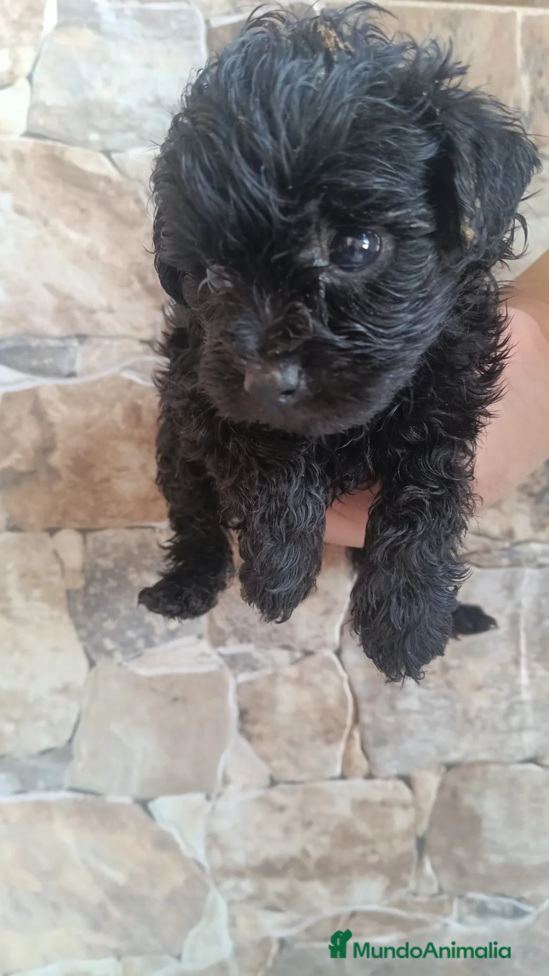 Caniche Toy perros en venta: Caniches negros preciosos🐶🐾 en Málaga - Anuncio 2
