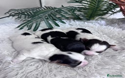 Yorkshire Terrier perros en venta: YORKSHIRE BIEWER HEMBRAS - Anuncio 12