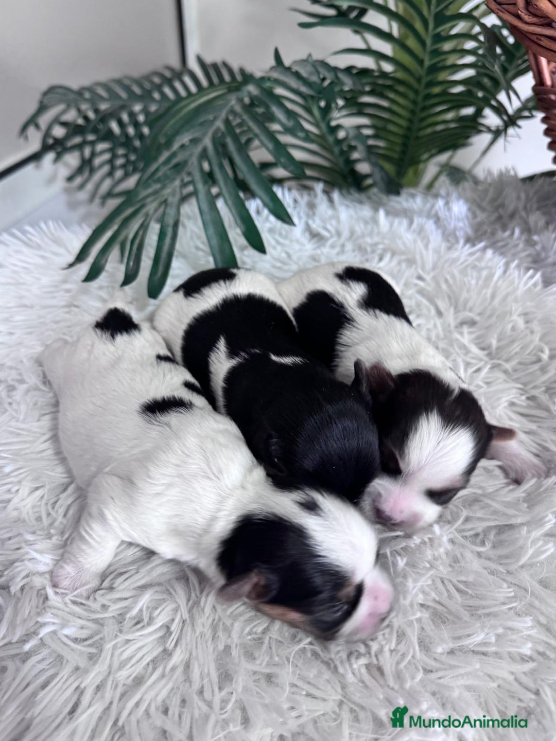 Yorkshire Terrier perros en venta: YORKSHIRE BIEWER HEMBRAS - Anuncio 12