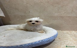Bichón Maltés perros en venta: Bichon maltés toy  - Anuncio 4