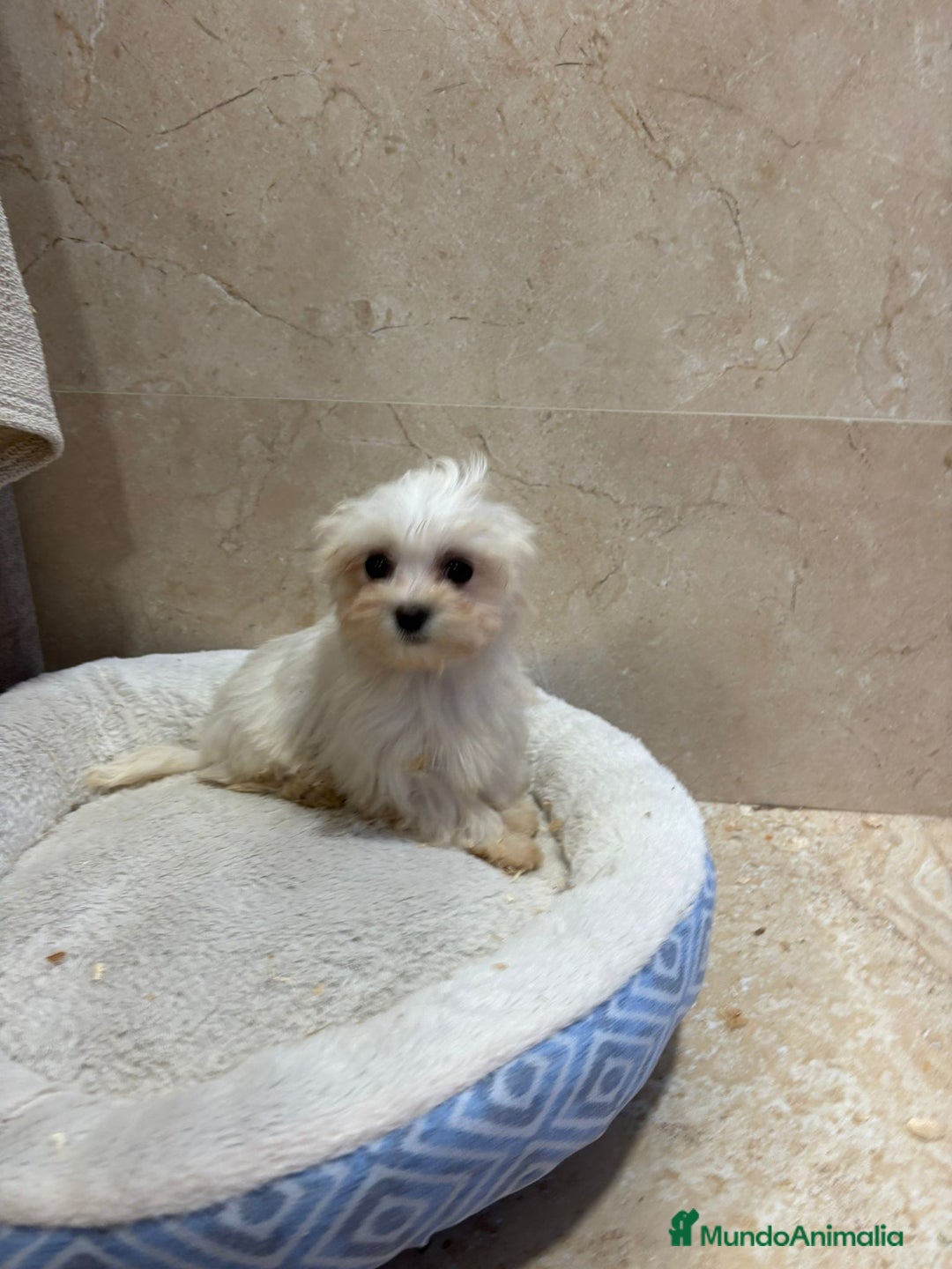 Bichón Maltés perros en venta: Bichon maltés toy  - Anuncio 4