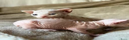 Sphynx gatos en venta: Sphynx blancos y bicolor - Anuncio 29