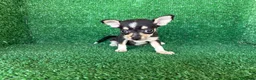 Chihuahua perros en venta: chihuahua - Anuncio 11