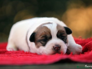 Jack Russell Terrier perros en Cantabria - Anuncio 2