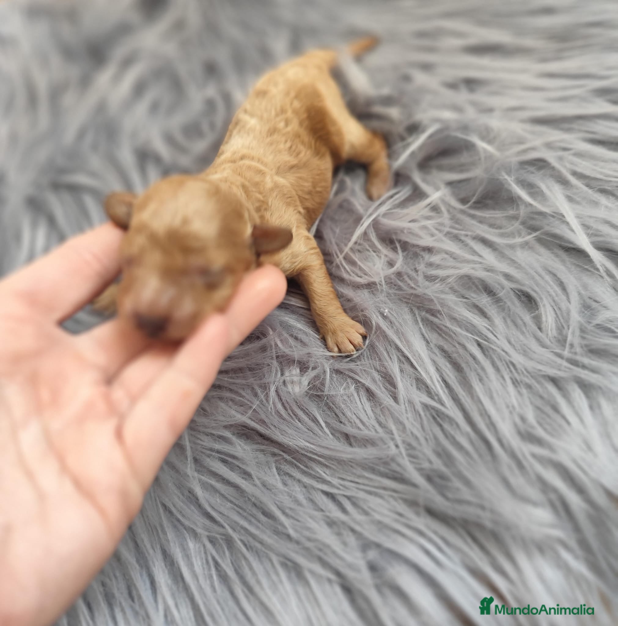 Caniche Toy perros Caniche toy  - Anuncio 1