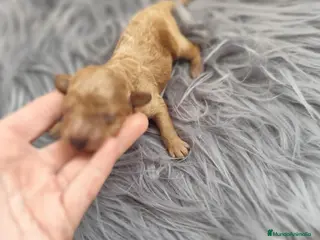 Caniche Toy perros Caniche toy - Anuncio 1