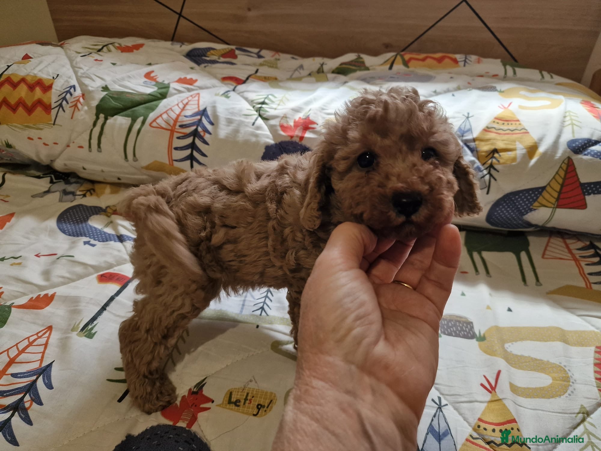 Caniche Toy perros Camada caniches toy - Anuncio 33