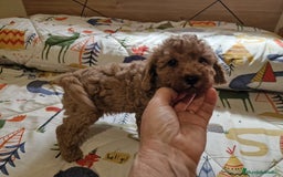 Caniche Toy perros en venta: Camada caniches toy - Anuncio 1