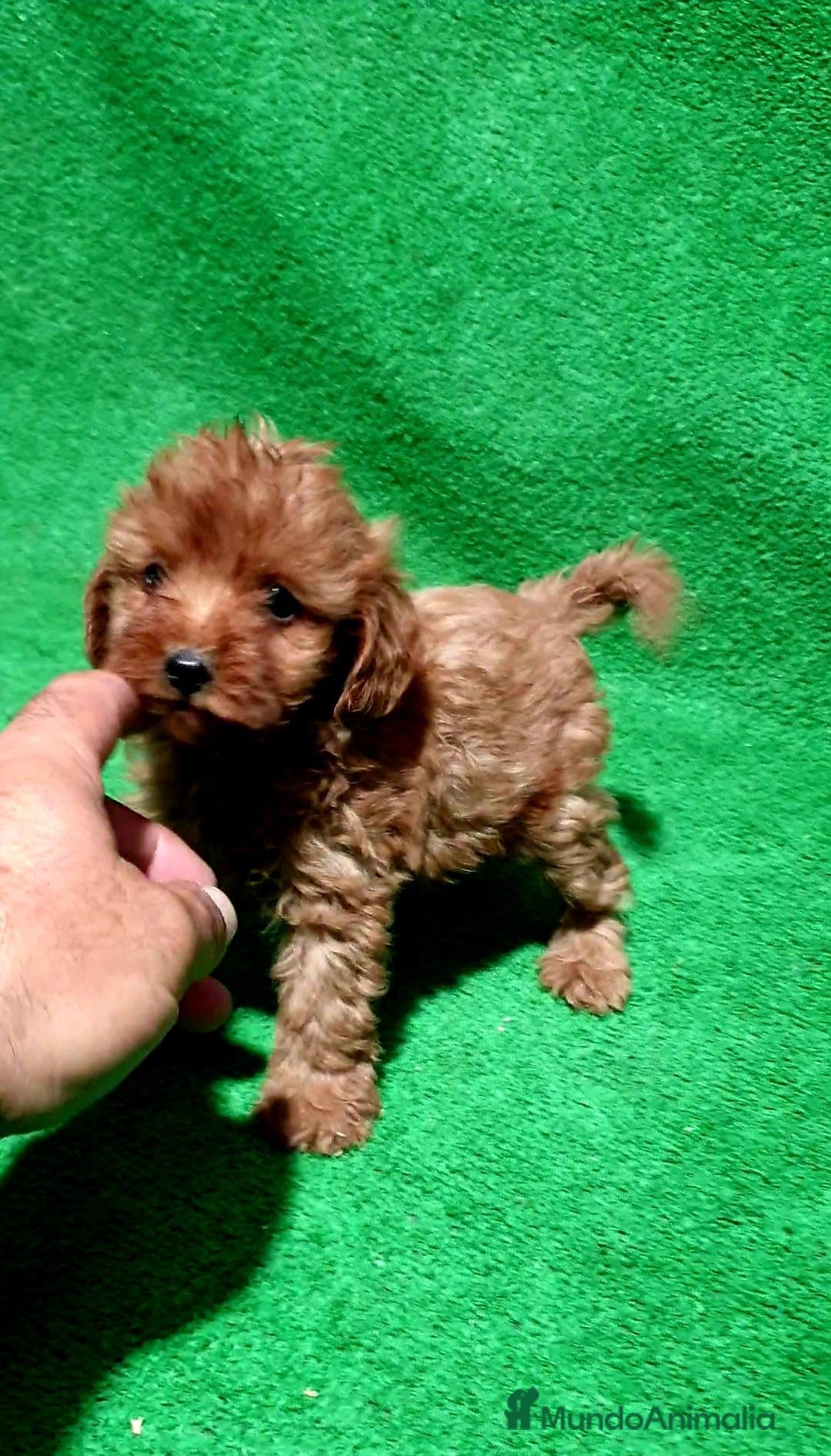 Caniche Enano perros Caniche Toy - Anuncio 2
