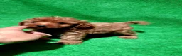 Caniche Enano perros en venta: Caniche Toy - Anuncio 1