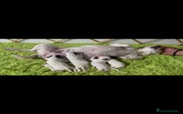 Jack Russell Terrier perros en venta: JACK RUSSELL TERRIER PATA CORTA - Imagen 2