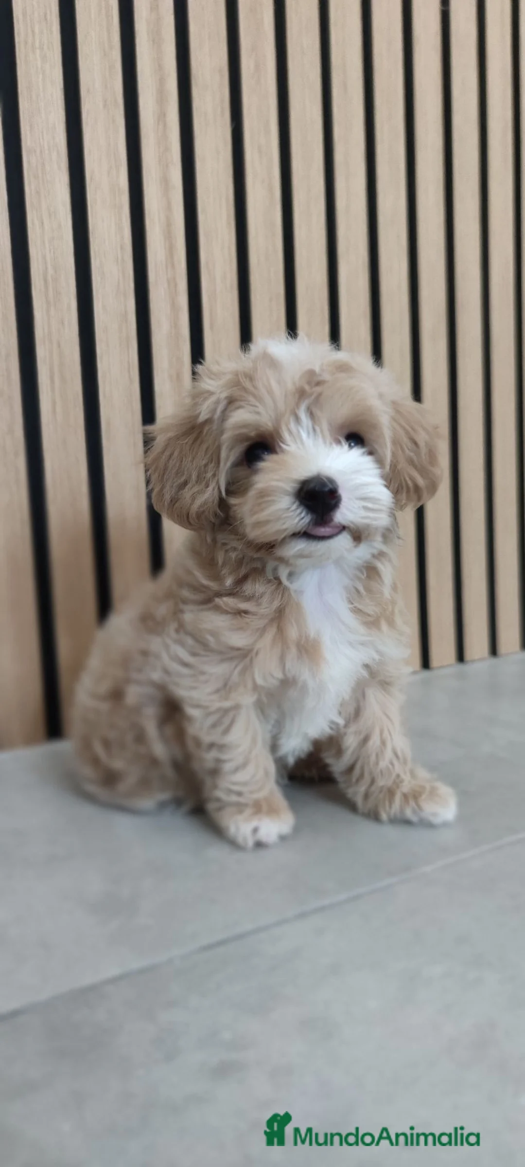 Maltipoo perros en venta: Maltipoo Toy disponibles Macho y Hembra  - Anuncio 23