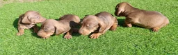 Teckel Miniatura perros en venta: Teckel Mini Hembra Choco - Anuncio 4