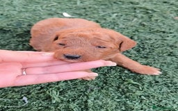 Caniche Toy perros en venta: Cachorros caniche rojo - Imagen 4
