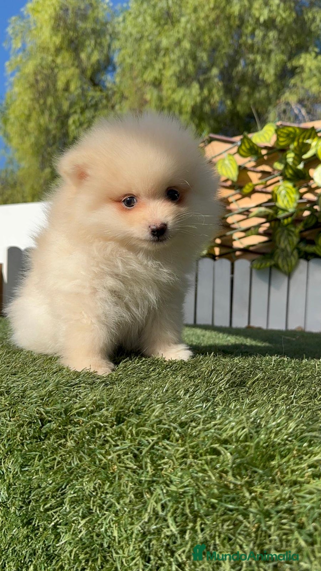 Pomerania perros en venta: POMERANIA MACHO - Imagen 9