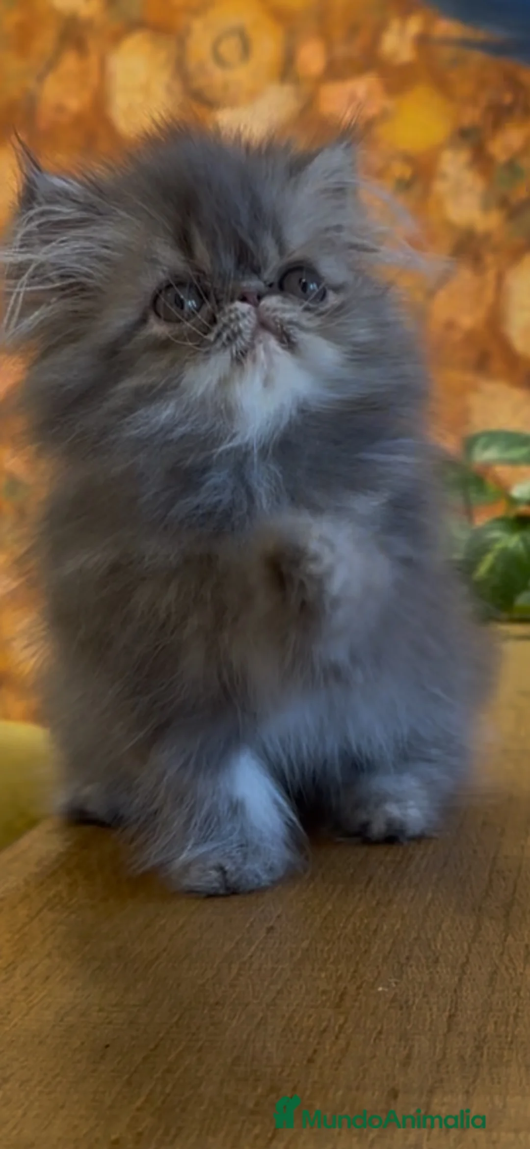 Persa gatos en venta: Machito Azul Tabby - Anuncio 2