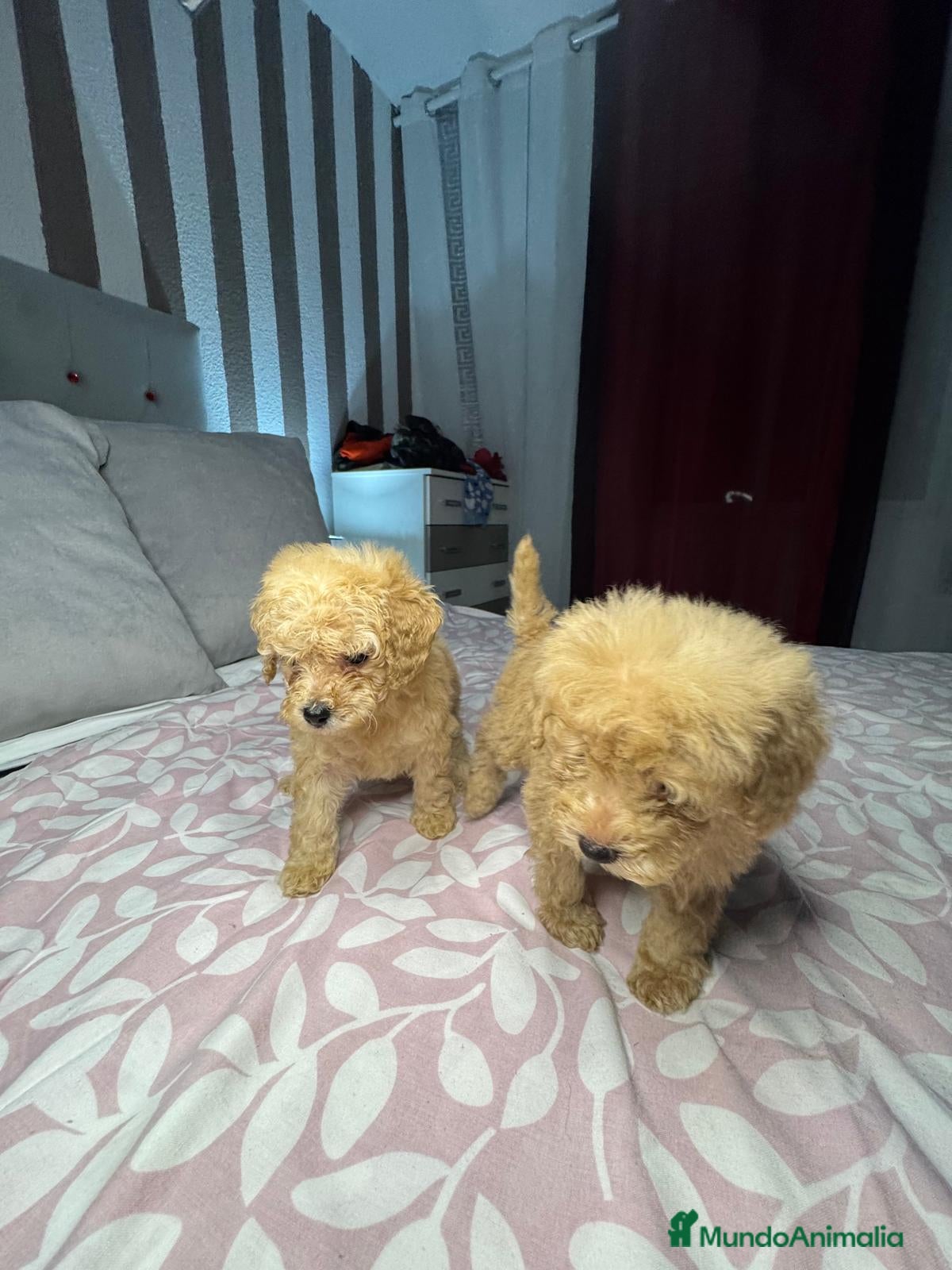 Caniche Toy perros en venta: Ultimas 2 hembras de caniche toy apricot!! - Anuncio 3